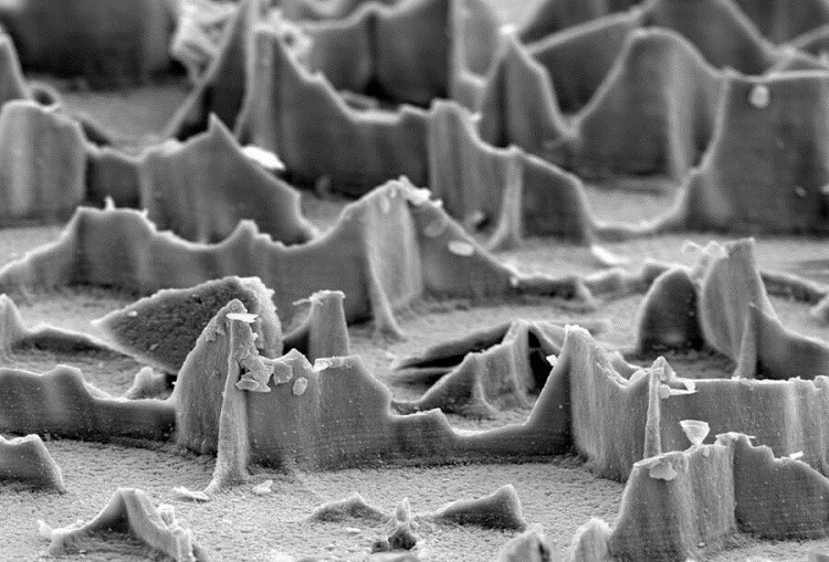 Các chi tiết trên da của một con mực nang. 