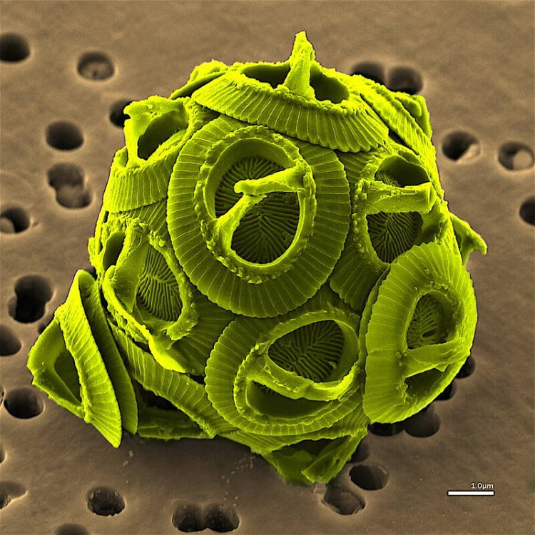 Loài tảo Gephyrocapsa oceanica. 