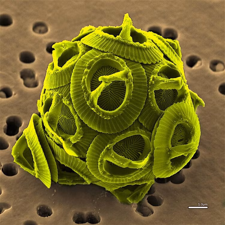 Loài tảo Gephyrocapsa oceanica. 