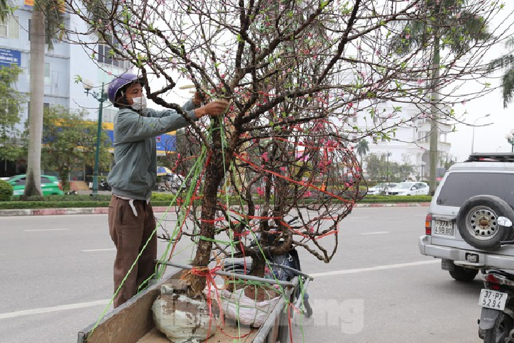 Cho thue quat, dao Tet tan nha kiem tien trieu moi ngay-Hinh-4