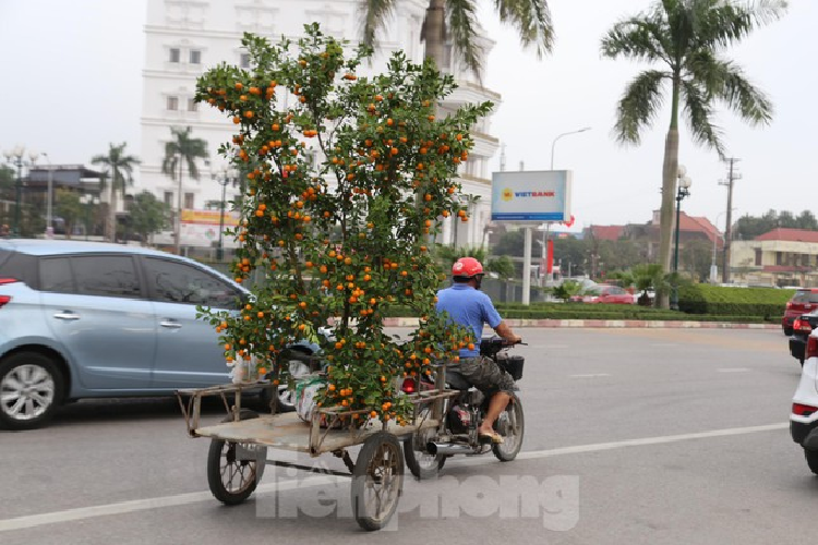 Cho thue quat, dao Tet tan nha kiem tien trieu moi ngay-Hinh-11