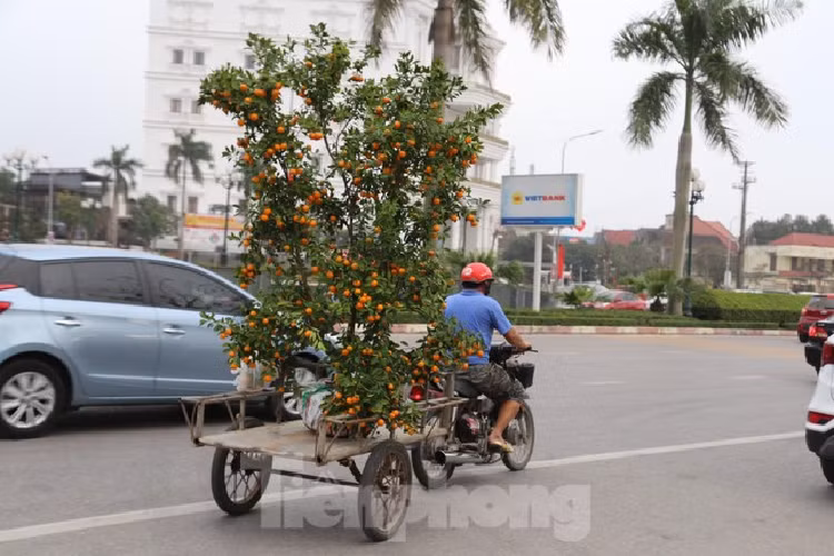 Cho thue quat, dao Tet tan nha kiem tien trieu moi ngay-Hinh-11
