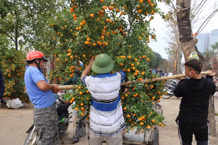 Cho thue quat, dao Tet tan nha kiem tien trieu moi ngay-Hinh-7