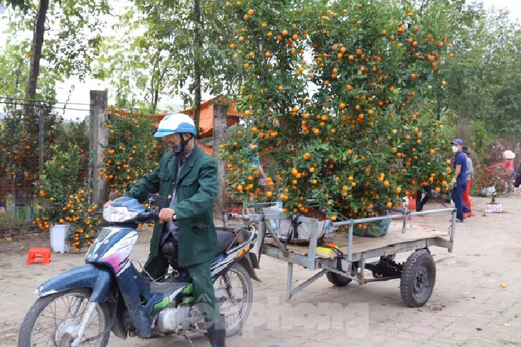 Cho thue quat, dao Tet tan nha kiem tien trieu moi ngay-Hinh-9