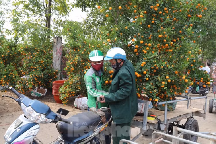 Cho thue quat, dao Tet tan nha kiem tien trieu moi ngay-Hinh-8