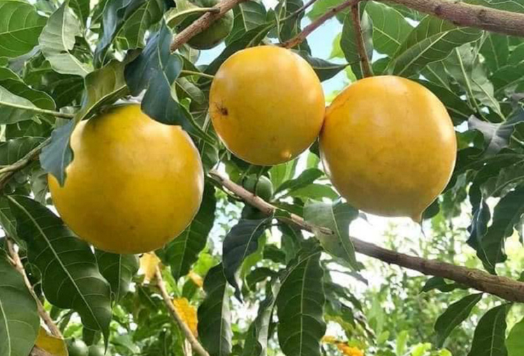 Het thoi hoang kim, loai qua “sang chanh” o Viet Nam re nhu hang cho-Hinh-2