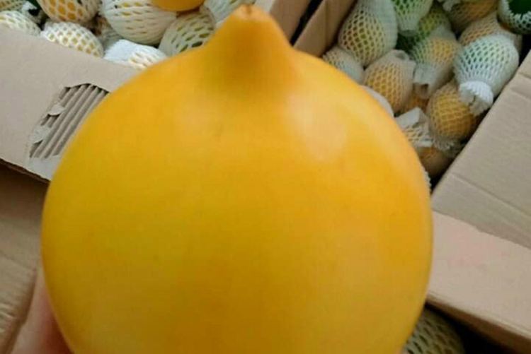 Het thoi hoang kim, loai qua “sang chanh” o Viet Nam re nhu hang cho-Hinh-6