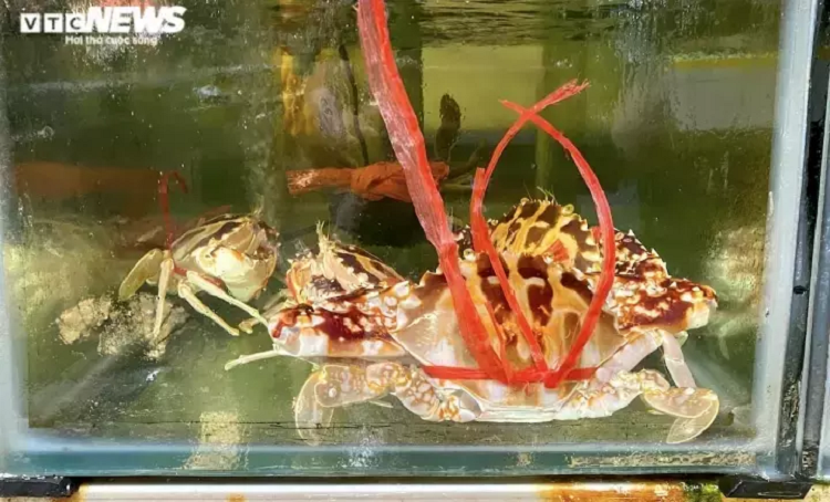 Nho den khong hat gia 40 nghin dong/kg, nguon goc dang ngo-Hinh-2