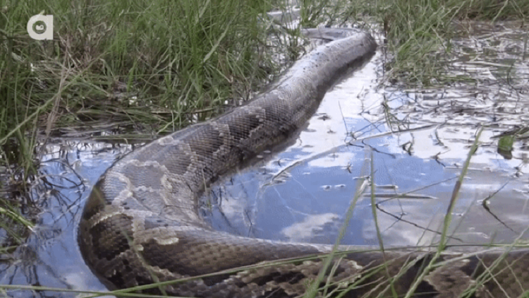 Bắt được con trăn khổng lồ dài 5,4m nặng gần 100kg Bat duoc con tran khong lo dai 5,4m nang gan 100kg