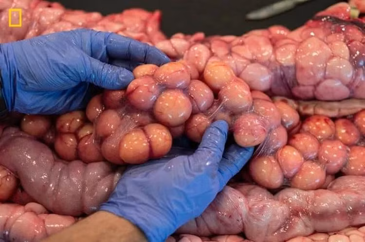 Bat duoc con tran khong lo dai 5,4m nang gan 100kg-Hinh-2