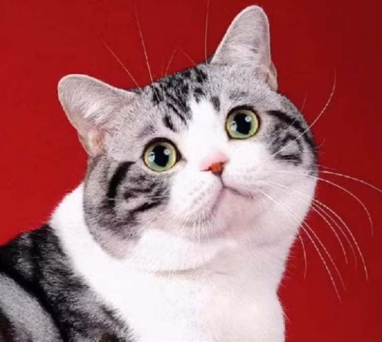 Cuối năm 2022, dự kiến sẽ phát tài và hợp tác với người thân hoặc bạn bè, hiệu quả rất tốt. (Bài viết mang tính chất tham khảo, chiêm nghiệm).