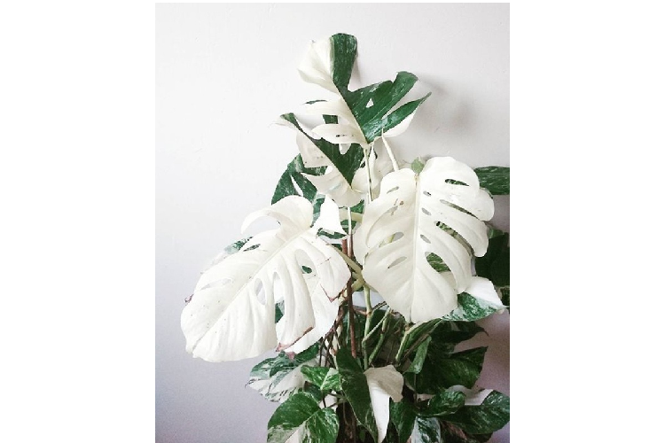 Trong giới chơi kiểng lá, các loại trầu bà Nam Mỹ hiếm gặp, đột biến với những chiếc lá nửa xanh, nửa trắng hoặc vàng độc đáo có giá rất cao được người chơi trên thế giới săn lùng. Ảnh: Vietnamnet