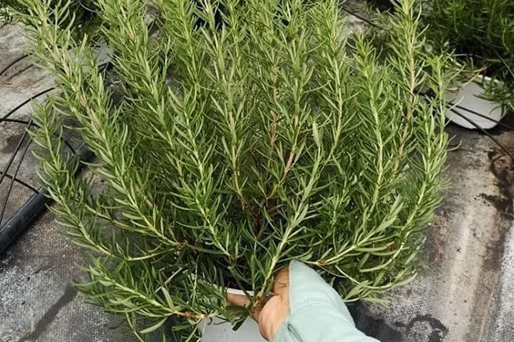 Cây hương thảo là gia vị đặc biệt giúp tăng hương vị cho món ăn và tốt cho sức khỏe con người. Tại Việt Nam, loại cây này có giá chỉ 60.000 đồng/cây.