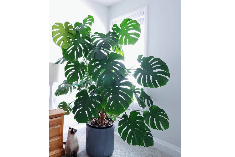 Loại lá siêu đắt này có đặc điểm lá xẻ hình trái tim tròn trịa khá đẹp mắt. Ảnh: Facebook