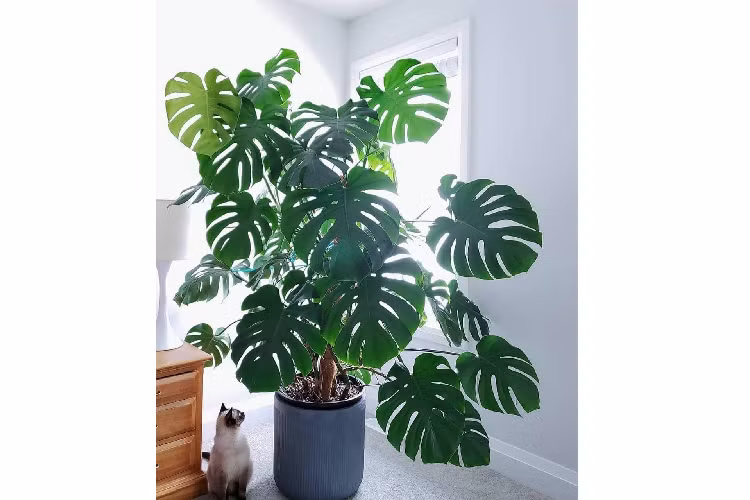 Loại lá siêu đắt này có đặc điểm lá xẻ hình trái tim tròn trịa khá đẹp mắt. Ảnh: Facebook