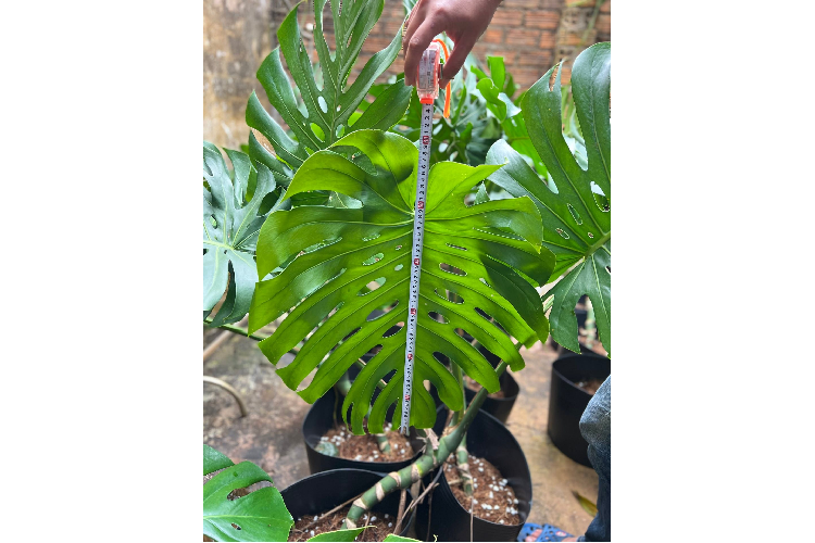 Tùy vào độ hiếm và đột biến, mỗi lá trầu bà Nam Mỹ có giá từ vài chục triệu đến nửa tỷ đồng. Ảnh: Facebook