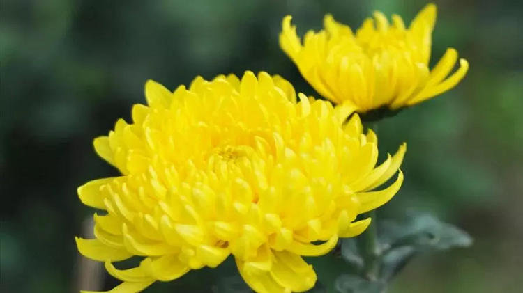 Vi sao nhieu nguoi kieng khong dat hoa ly len ban tho?-Hinh-3