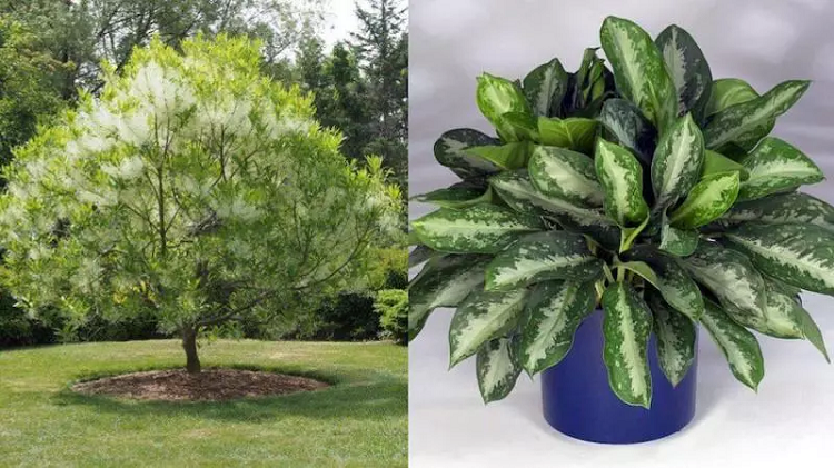 Các loại tre và trúc (đặc biệt là trúc quân tử). Nhắc tới trồng cây trước nhà hợp phong thủy, rất nhiều người nghĩ đến các loại tre và trúc. Hình dáng tre trúc cũng thanh mảnh, cao ráo. Trong phong thủy, hai loại cây này vừa mang nét mềm mại vừa mang nét oai phong của người quân tử, dù gặp mưa gió bão bùng vẫn hiên ngang nên có khả năng xua đi rủi ro, đem lại may mắn cho gia chủ.