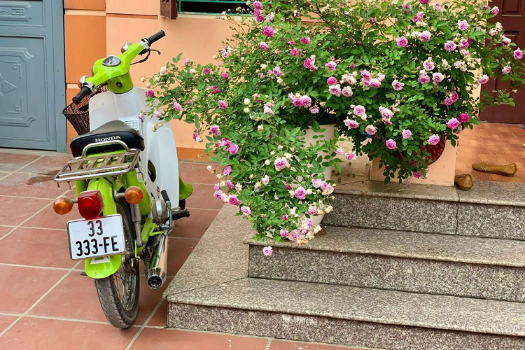 Anh Đỗ Văn Tú sinh năm 1994 ở Mê Linh, Hà Nội là một người có niềm yêu thích và đam mê đối với những chiếc xe có biển số đẹp. Hiện anh đang sở hữu một bộ sưu tập những chiếc xe biển số đẹp mà nhiều “tay chơi xe” phải thèm muốn. Khi nói về chiếc xe để lại nhiều ấn tượng nhất trong bộ sưu tập của mình, anh Tú đã nhắc tới chiếc Honda Cub 81 đời 1993. Mặc dù có đã có “tuổi” nhưng chiếc xe vẫn vô cùng giá trị khi sở hữu biển “full-3” “33-333FE”. 