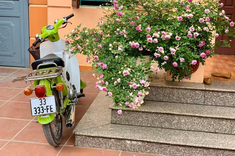 Anh Đỗ Văn Tú sinh năm 1994 ở Mê Linh, Hà Nội là một người có niềm yêu thích và đam mê đối với những chiếc xe có biển số đẹp. Hiện anh đang sở hữu một bộ sưu tập những chiếc xe biển số đẹp mà nhiều “tay chơi xe” phải thèm muốn. Khi nói về chiếc xe để lại nhiều ấn tượng nhất trong bộ sưu tập của mình, anh Tú đã nhắc tới chiếc Honda Cub 81 đời 1993. Mặc dù có đã có “tuổi” nhưng chiếc xe vẫn vô cùng giá trị khi sở hữu biển “full-3” “33-333FE”. 