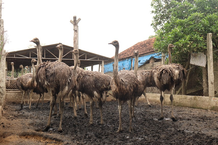 Thời gian khai thác đà điểu mái và trống khá dài, con mái từ 40 - 50 năm, con trống từ 12 - 15 năm. Thông thường các trại nuôi đà điểu chọn 2 mái thì cần 1 con trống để sinh sản. Mùa sinh sản của đà điểu bắt đầu từ tháng 12 kéo dài đến tháng 8 âm lịch năm sau. Một con đà điều đẻ từ 40 - 45 quả trứng/năm, mỗi quả đạt trọng lượng từ 1,4 - 1,5 kg. 