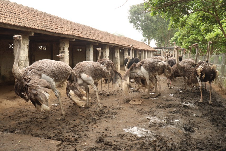 Đà điểu này thuộc dòng đà điểu châu Phi, được công nhận là loài chim khổng lồ to nhất thế giới. Theo ước tính, những con đà điểu thương phẩm tại trang trại của ông Đào Đức Thuỷ có trọng lượng trung bình trên 100 kg mỗi con.