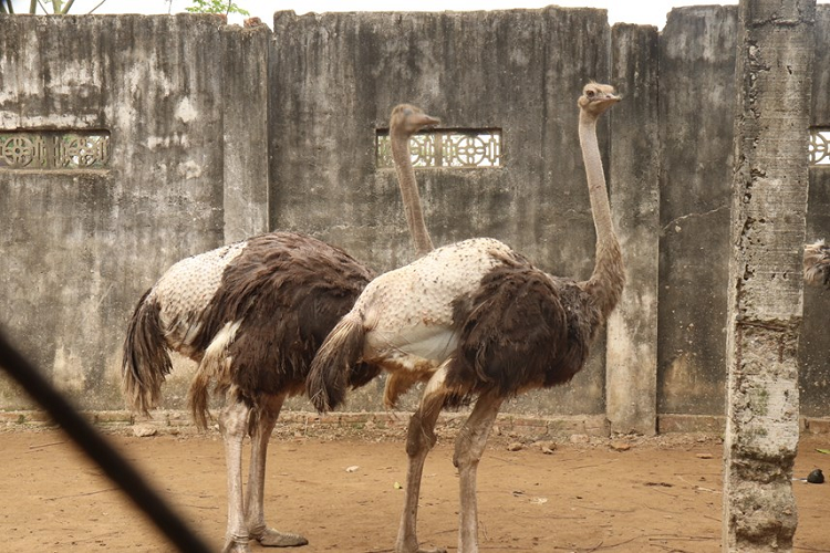 Cơ duyên khiến ông Thuỷ đến với nghề nuôi đà điểu bắt nguồn từ năm 2015, do một lần xem trên truyền hình thấy nhiều hộ ở các tỉnh phía Bắc nuôi rất nhiều đà điểu, vì vậy ông đã bàn với vợ nuôi thử. Sau 3 lần ra Trung tâm nghiên cứu giống gia cầm Thụy Phương (Hà Nội), ông đem về hơn 150 con, mỗi con giống có giá hơn 1,5 triệu đồng. Nhưng do chưa có kinh nghiệm, số con giống cũng hao hụt đi khá nhiều... 