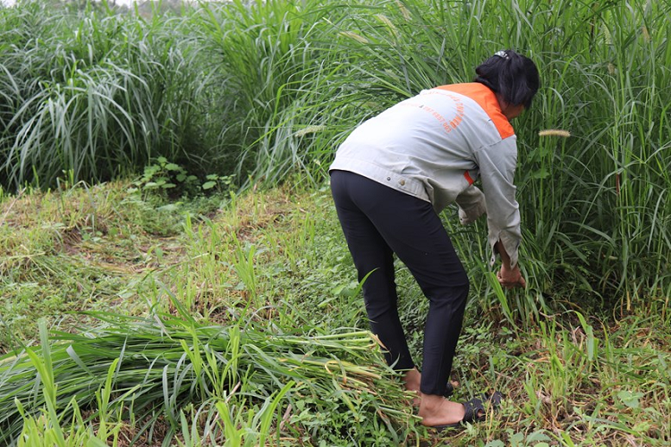 Khi thấy có người lạ, đà điểu thường tiến lại gần và dùng chiếc mỏ nhọn hoắt để mổ. Theo ông Thủy, đà điểu là loài động vật dễ nuôi, lớn nhanh, ít dịch bệnh, thức ăn chủ yếu là cỏ, bèo tây, chuối, rong rêu và có thể ăn tất cả các loại cây, lá có màu xanh khác. Đối với các loại rau, cỏ thu hái về, ông xay nhỏ trộn với cám gạo, cám ngô, bỏ vào máng cho đà điểu ăn dần. Ngoài ra, chim đà điểu còn ăn cát sỏi, các loại vitamin, B1, B2, B6, premix khoáng, thức ăn từ động vật như trùn quế, dế, giúp bộ máy tiêu hóa hoạt động tốt hơn. 