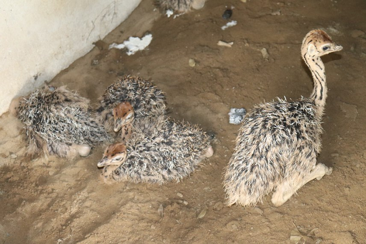 Năm 2019, gia đình ông Thủy đã cho ấp nở thành công đà điểu giống, mỗi con hiện có giá từ 2 - 2,2 triệu đồng. Theo tính toán, nuôi đà điều thương phẩm sau 10 - 12 tháng có thể xuất chuồng, trọng lượng đạt từ 90 - 120 kg/1 con, giá bán 8-10 triệu đồng. Đà điểu là loại có đôi chân cực kỳ cao, vì vậy, căn bệnh khớp luôn thường xuyên xảy ra với loài động vật này. Khi bị bệnh khớp, đà điểu di chuyển khó khăn, thâm chí phải nằm im tại chỗ để chờ mang thức ăn đến. Để phòng ngừa loại bệnh này, gia đình ông Thuỷ đã thường xuyên tiêm vaccine, tuy nhiên, vẫn có một số con bị mắc bệnh.