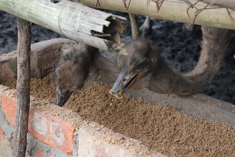 Đôi chân của dòng đà điểu châu Phi này rất cao, ước tính lên tới gần 2 m đối với những con trưởng thành.