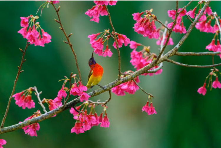 Don nam moi Nham Dan, 4 con giap giau co, hanh phuc-Hinh-2