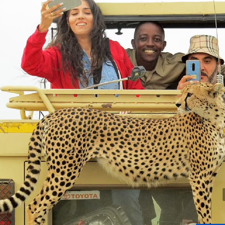 Bat ngo cham tran bao gepa khi di tham vuon quoc gia Tanzania