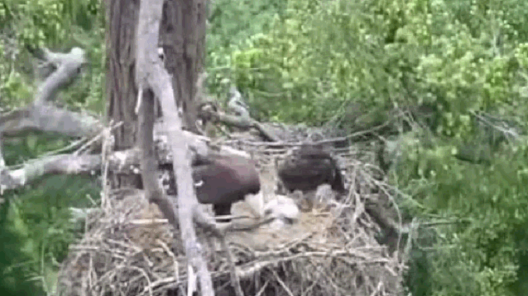 Dai bang “bat coc” ung duoi lua mang ve to va cai ket bat ngo