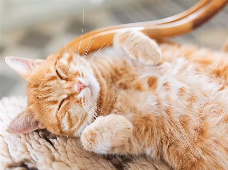 5 con giap so huu phuc khi tu luc moi sinh, quy nhan phu tro