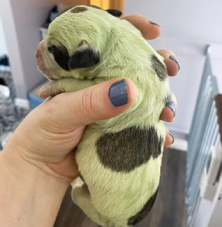 Cho con long mau xanh cuc hiem, 10.000 con moi co 1-Hinh-2