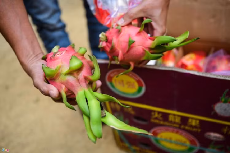 'Giai cuu' thanh long, mit, cam, buoi... den bao gio?-Hinh-3