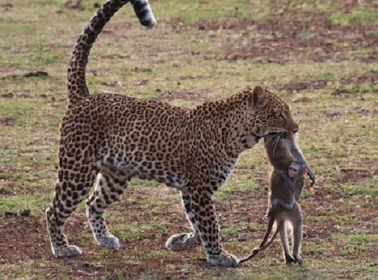 Xót xa hình ảnh khỉ con ôm chặt xác mẹ trong miệng báo hoa mai Xot xa hinh anh khi con om chat xac me trong mieng bao hoa mai