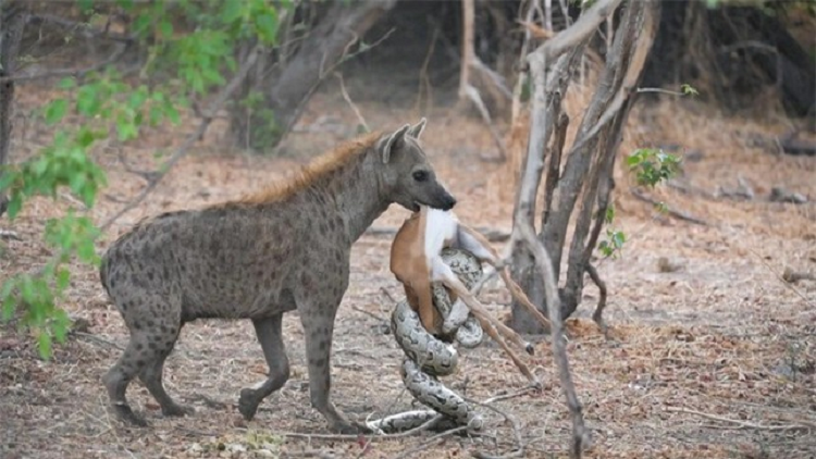 San duoc linh duong, tran bi linh cau nang tay tren chop mat-Hinh-3