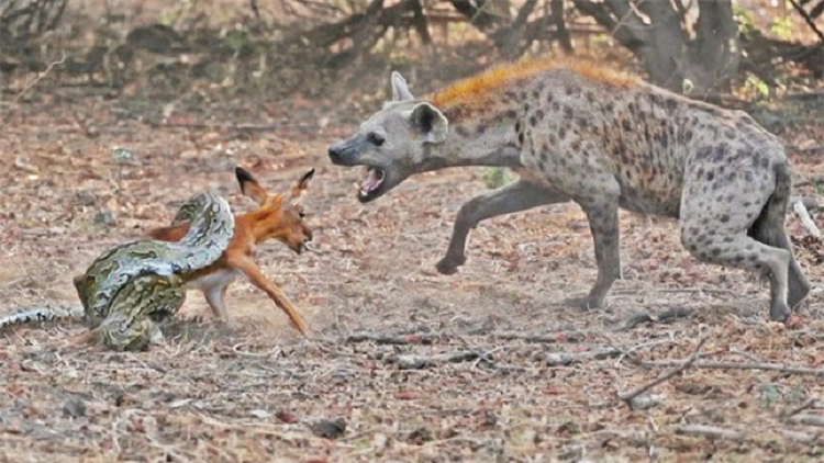 San duoc linh duong, tran bi linh cau nang tay tren chop mat-Hinh-2