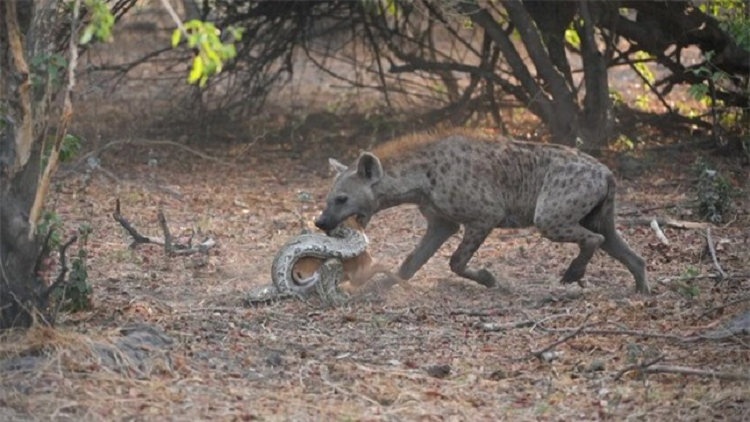 San duoc linh duong, tran bi linh cau nang tay tren chop mat