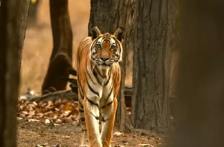 Di san that bai, ho me kip ve hang cuu dan con khoi gau lon-Hinh-3