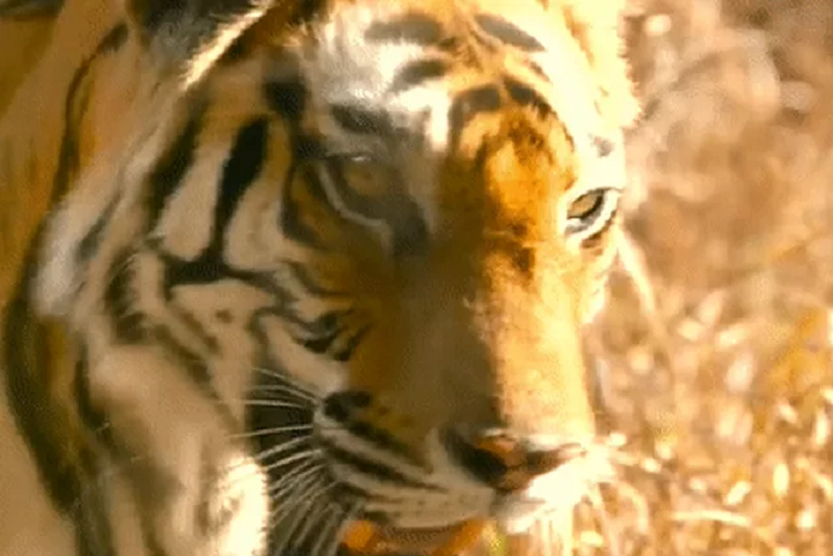 Di san that bai, ho me kip ve hang cuu dan con khoi gau lon