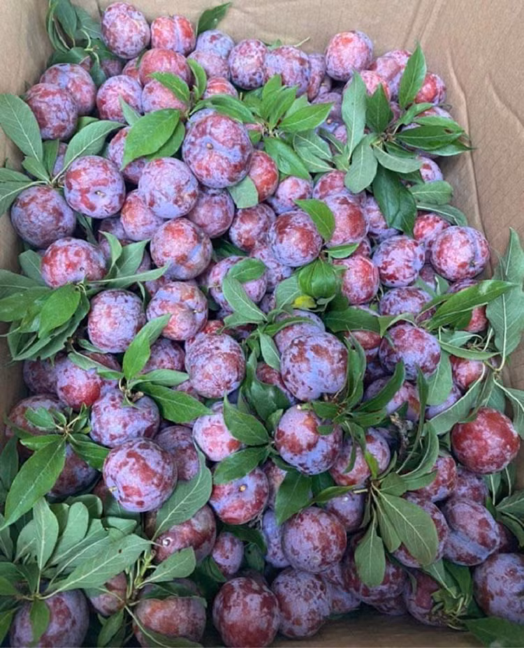 Chi trong mot noi duy nhat man ‘cherry Viet Nam' sieu dat khach-Hinh-3