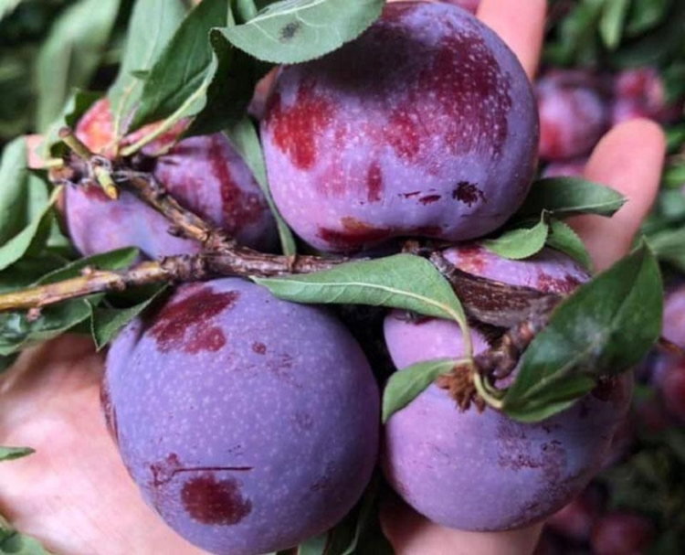 Chỉ trồng một nơi duy nhất mận ‘cherry Việt Nam' siêu đắt khách Chi trong mot noi duy nhat man ‘cherry Viet Nam' sieu dat khach