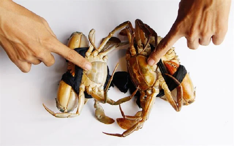 Cach chon mua cua, ghe ngon, nhieu thit, khong lo bi op