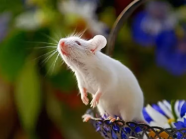 Tử vi dự báo rằng từ tháng 10 âm lịch, vận trình của tuổi Tý có nhiều khởi sắc. Bản mệnh sẽ có thu hoạch lớn. Con giáp này tiếp cận được với những cơ hội làm giàu, phát tài. Đối với họ, con đường sự nghiệp vẫn đang tiếp tục rộng mở, chỉ cần mạnh mẽ bước tiếp thì chuyện kiếm tiền không khó.