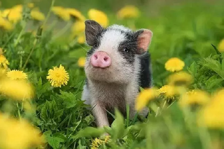 Cuối 2022: 3 tuổi cõng kho vàng, 1 tuổi vượng phú quý Cuoi 2022: 3 tuoi cong kho vang, 1 tuoi vuong phu quy