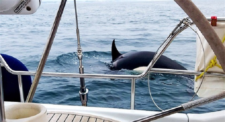 Ca voi sat thu 'noi dien' tan cong lien tiep tau be-Hinh-2