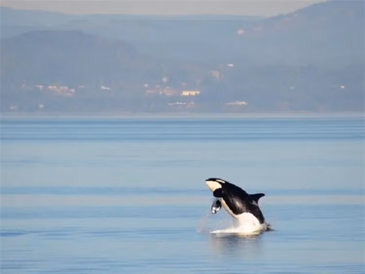 Ca voi sat thu 'noi dien' tan cong lien tiep tau be