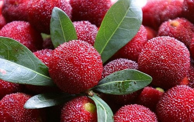 5 loai qua “o chua” ky sinh trung, rua khong ky ruoc ngay mam benh-Hinh-2